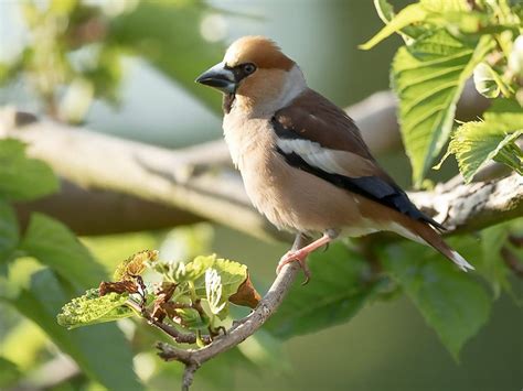 Hawfinch Bird Facts (Coccothraustes coccothraustes) | Birdfact