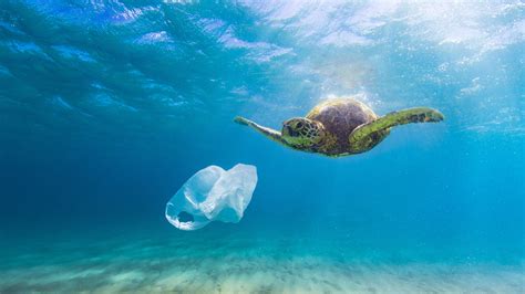 Sea Turtle Eating Plastic – Your Connection to Wildlife