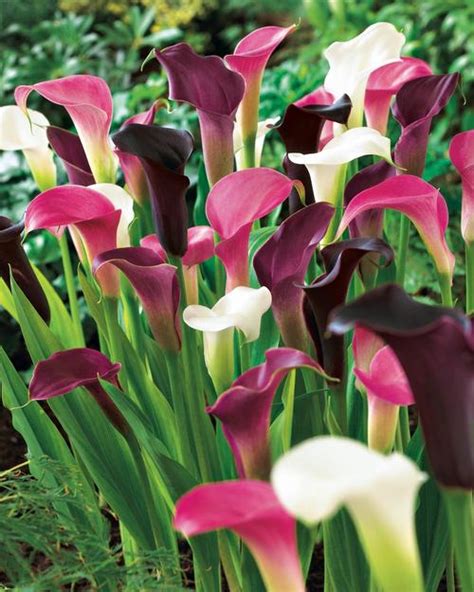 Are Calla Lillies Perenial