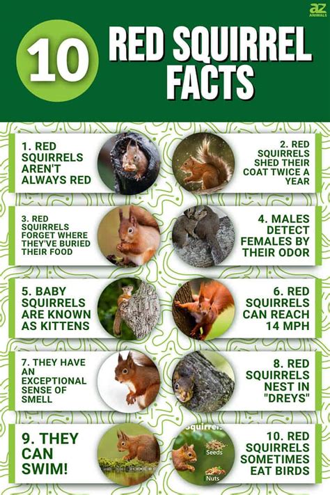 10 Fascinating Facts About Red Squirrels - A-Z Animals