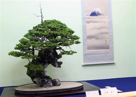 Care guide for the Spruce Bonsai tree (Picea) - Bonsai Empire