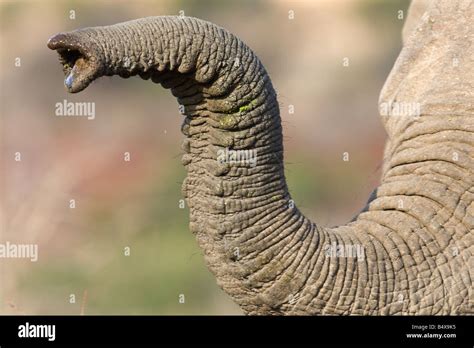 Close up of elephant’s trunk Stock Photo - Alamy