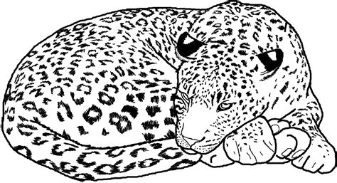 Free Printable Cheetah Coloring Pages For Kids