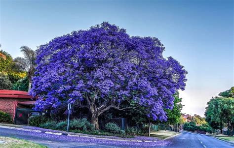 Blue Jacaranda facts and health benefits