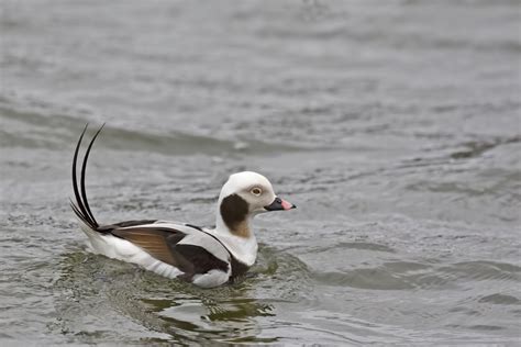 10 Species of Ducks That Swim Underwater (With Photos) - HayFarmGuy