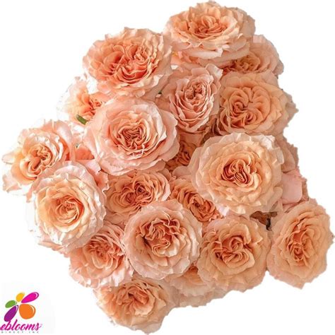 Peach Roses by Variety. Order online with Fee Shipping for all USA ...