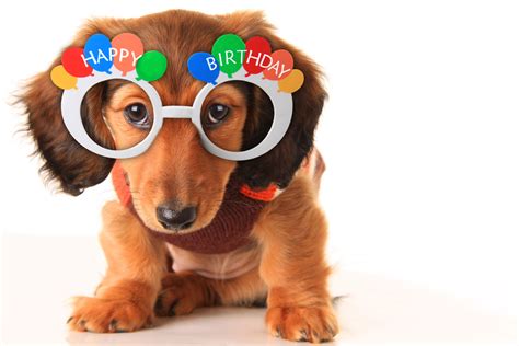 Keep up with the latest background trends which happy birthday images with dogs showcases - NetBuzz