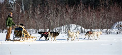 File:Dog sled quebec 2010.JPG - Wikimedia Commons