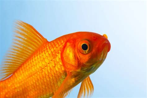 KOI VS GOLDFISH - WHAT IS BEST FOR YOUR PONDS (7 Differences ...