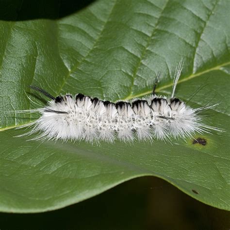 Hickory Tussock Moth caterpillar - Lophocampa caryae - BugGuide.Net