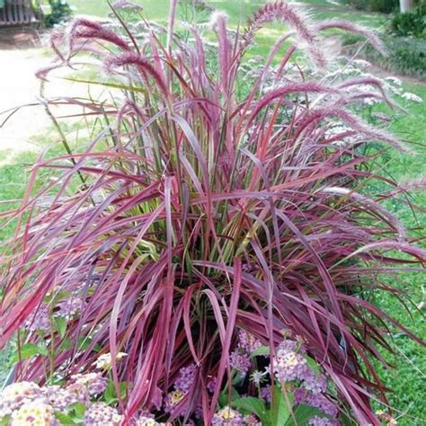 Pennisetum setaceum Fireworks Fountain Grass Seeds 50 seeds | Etsy | Fountain grass, Plants ...