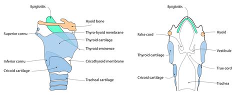 Cartilage Larynx Anatomy