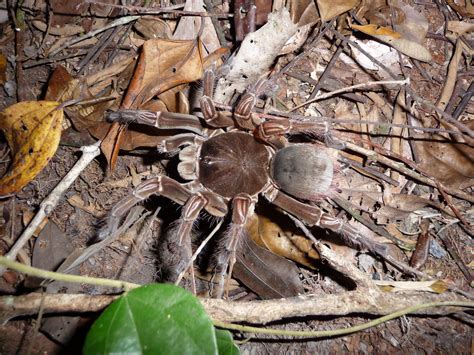 What is a Goliath Bird-Eating Tarantula?