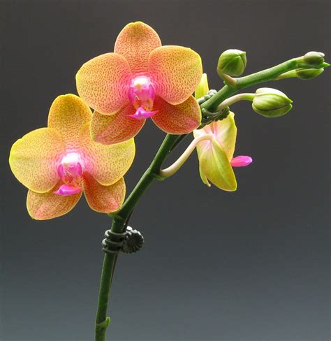 Miniature Moth Orchids | Orchidaceous! Orchid Blog