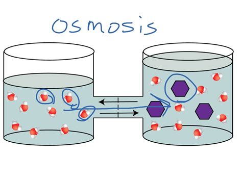 Osmosis Diagram