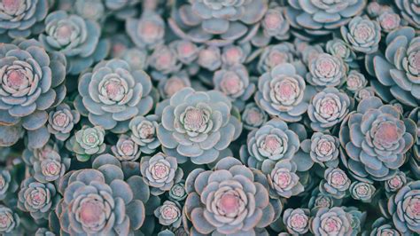 Bloom Green Succulents HD Beautiful Wallpapers | HD Wallpapers | ID #61889