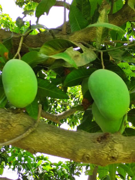 Chaunsa Mango - Multan Fruits