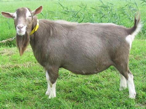 Kembara Insan / Engineer's Blog: Toggenburg Goat