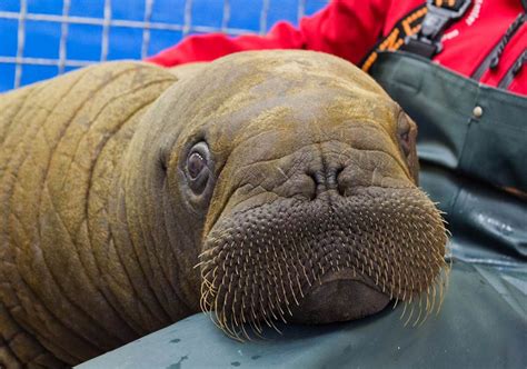 Baby Walrus! So Fraking adorable. | Baby walrus, Alaska sealife center ...