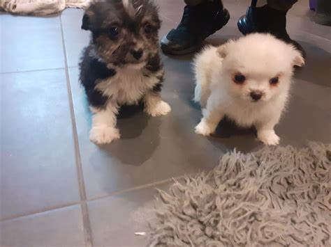 Beautiful puppies for sale Westie x poodle - Dogs For Sale Ireland