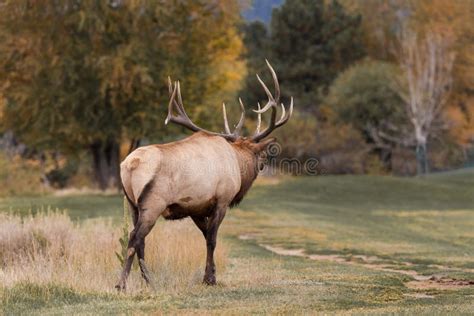 Big Bull Elk Bugling Stock Photo - Image: 58275671