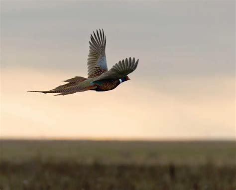 Ultimate Guide: Pheasant Hunting on Public Lands