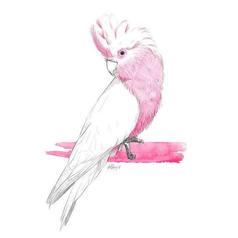 galah clipart 10 free Cliparts | Download images on Clipground 2024