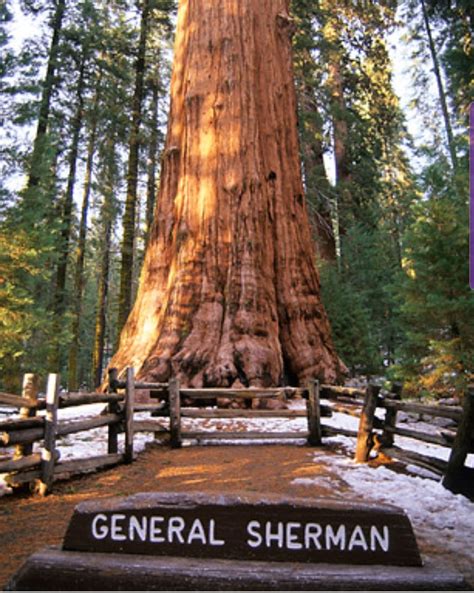 The General Sherman tree, largest tree in the world by volume located in Sequoia National Park ...