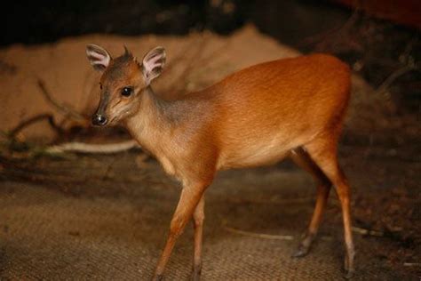 Red forest duiker - Alchetron, The Free Social Encyclopedia