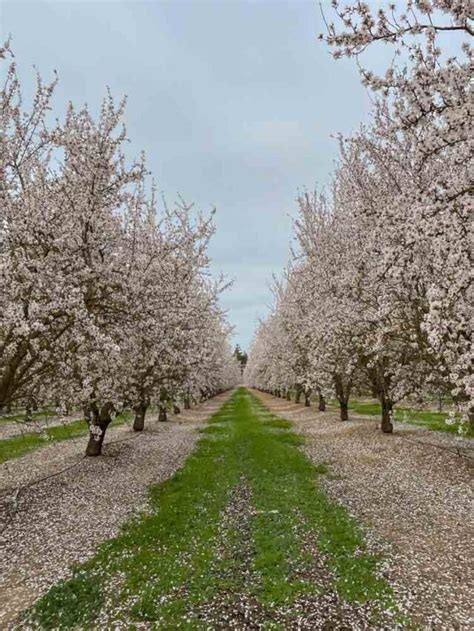 How to Experience California's Blooming Almond Orchards