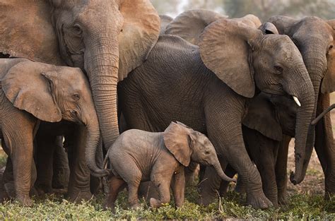 Civil war drove these elephants to lose their tusks—through evolution ...