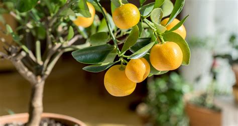 Container Fruit Gardening - Growing Fruits Indoors