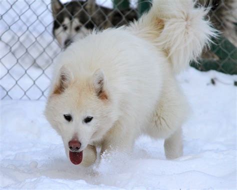 White Alaskan Malamute - Dog Breeds Wallpapers | Alaskan malamute puppies, Alaskan malamute ...