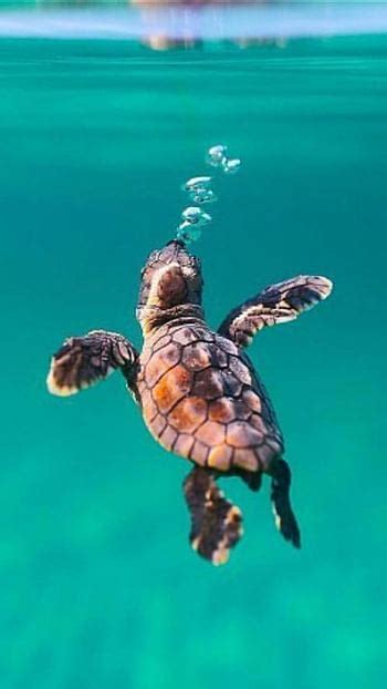 Baby Sea Turtles Wallpaper