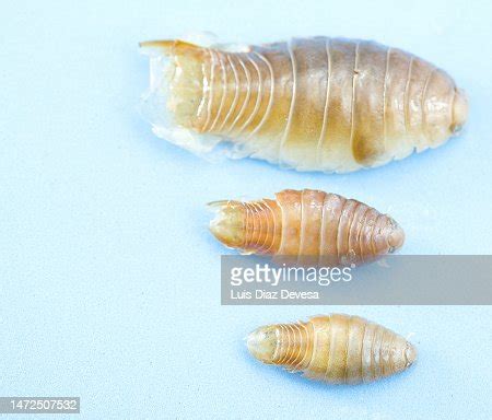 Cymothoa Exigua High-Res Stock Photo - Getty Images