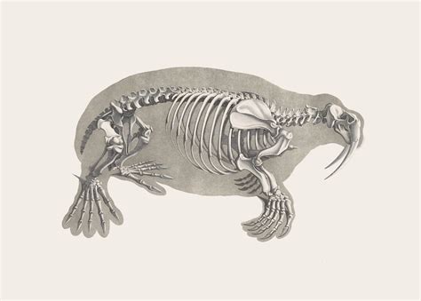 Walrus Skeleton – Product — The Public Domain Review