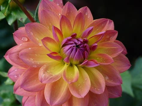 Free photo: Dahlia Garden, Pink, Yellow, Purple - Free Image on Pixabay ...