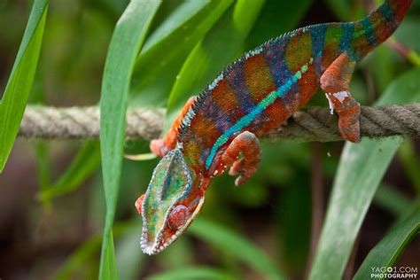 Rainbow Chameleon | Flickr - Photo Sharing!