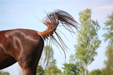 Understanding Your Horse's Tail - Val Heart