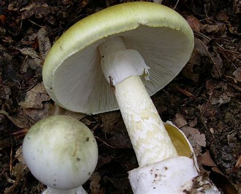 Found: Possible Antidote For Death Cap Mushroom Poisoning | Popular Science