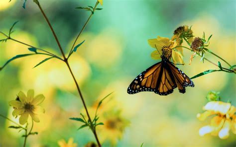 Animated Butterfly Wallpapers - Top Free Animated Butterfly Backgrounds ...