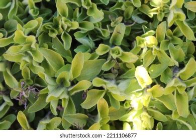 Beautiful Lime Green Ground Cover Foliage Stock Photo 2211106877 | Shutterstock