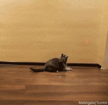 Cat Laser GIF - Find & Share on GIPHY