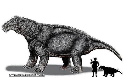 Pictures and Profiles of Therapsids