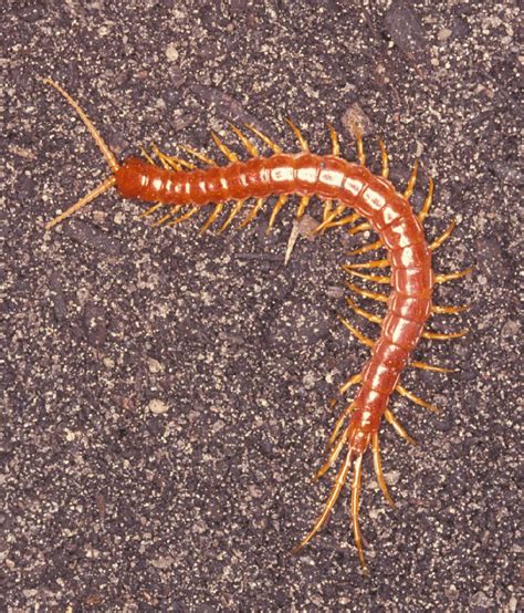 Millipedes: annoying, but important - UF/IFAS Extension Sarasota County