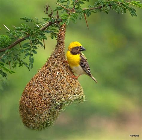 Baya Weaver (Ploceus philippinus) on its nest. In India by H. Pratik ...