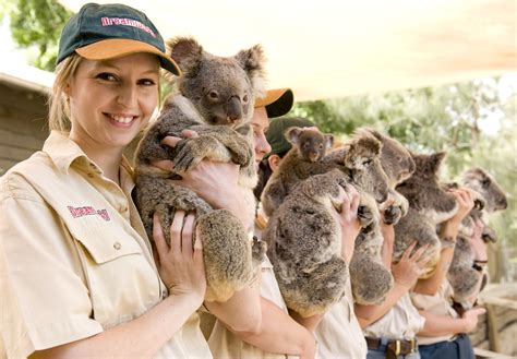 Ahhhhhhhhh i get to hold on !!!!!!!Come face-to-face with Australia's most cuddly animal at ...