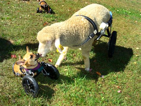 Paralyzed pets rock their wheels: 30 awesome animals - CBS News