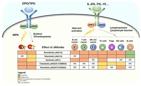 Cancers | Free Full-Text | Untwining Anti-Tumor and Immunosuppressive Effects of JAK Inhibitors ...