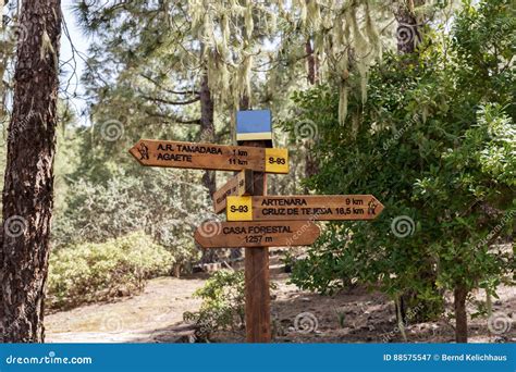 Hiking Trail in Tamadaba Natural Park in Gran Canaria Stock Image - Image of area, barranco ...